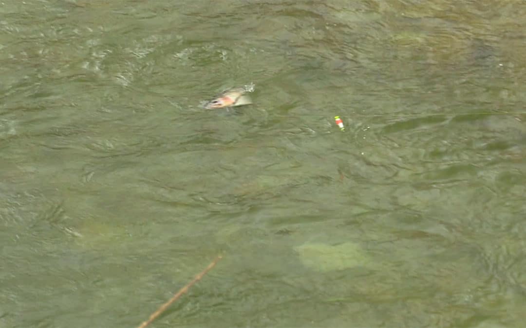 Steelhead Challenge #13