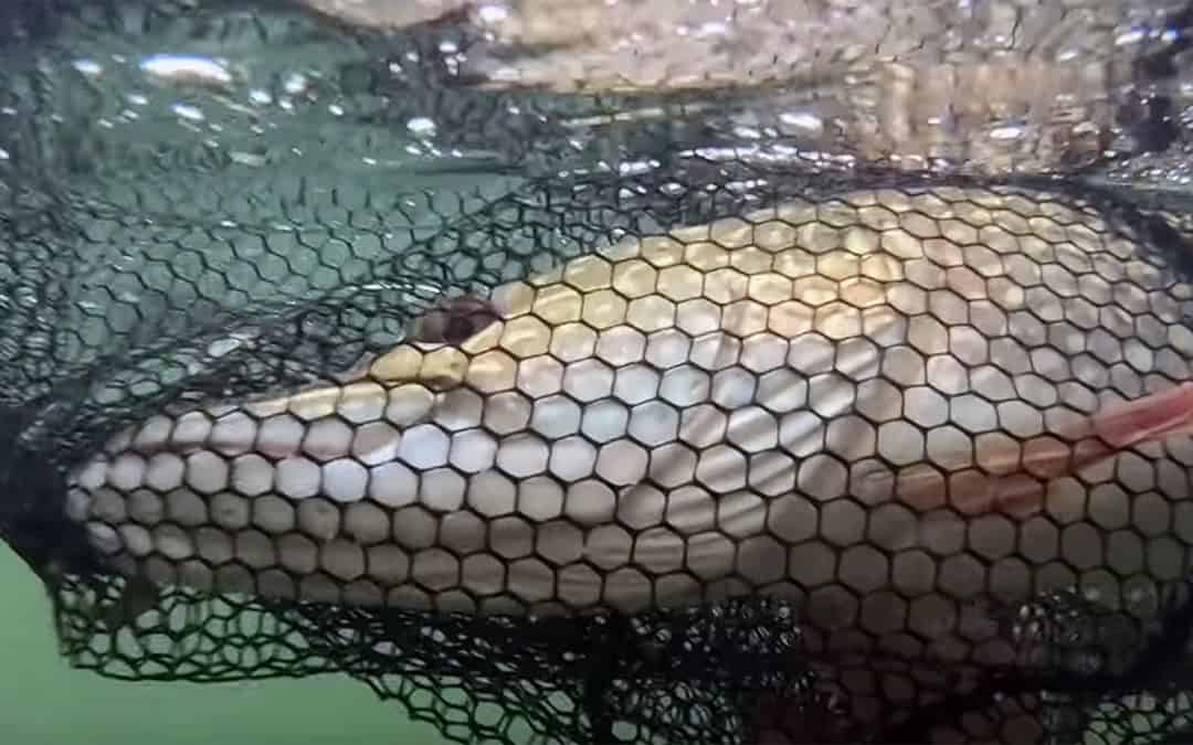 Trophy Pike Palooza #10