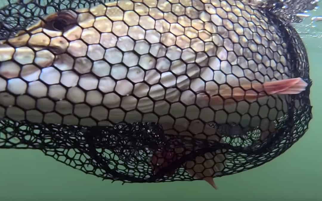 Trophy Pike Palooza #11