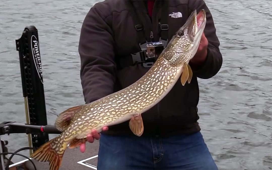 Trophy Pike Palooza #16