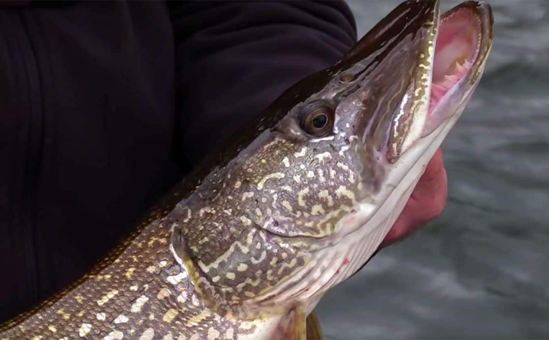 Trophy Pike Palooza #17