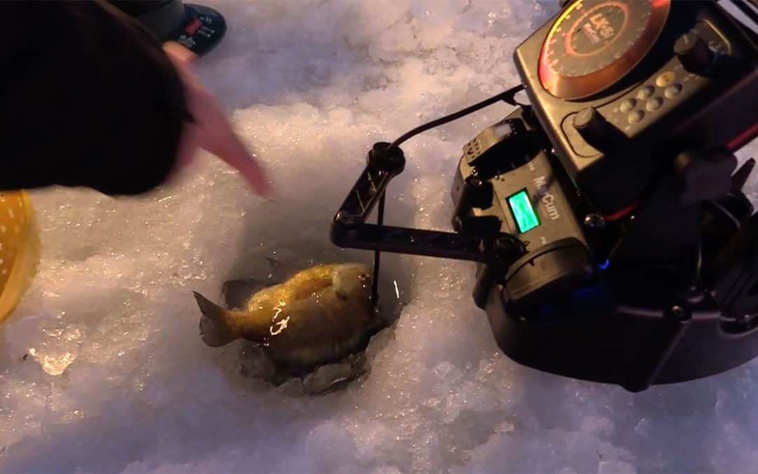 Misery Loves Crappies #7