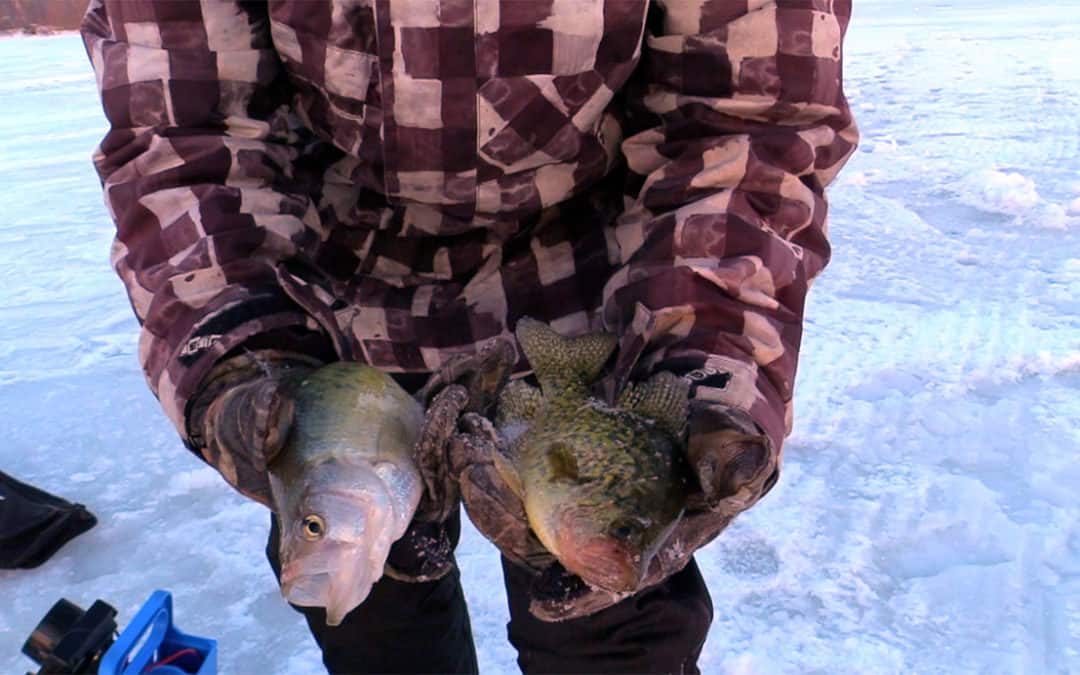 Misery Loves Crappies #8
