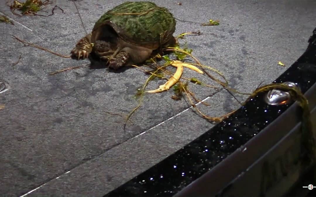 Turtle Soup Challenge #1