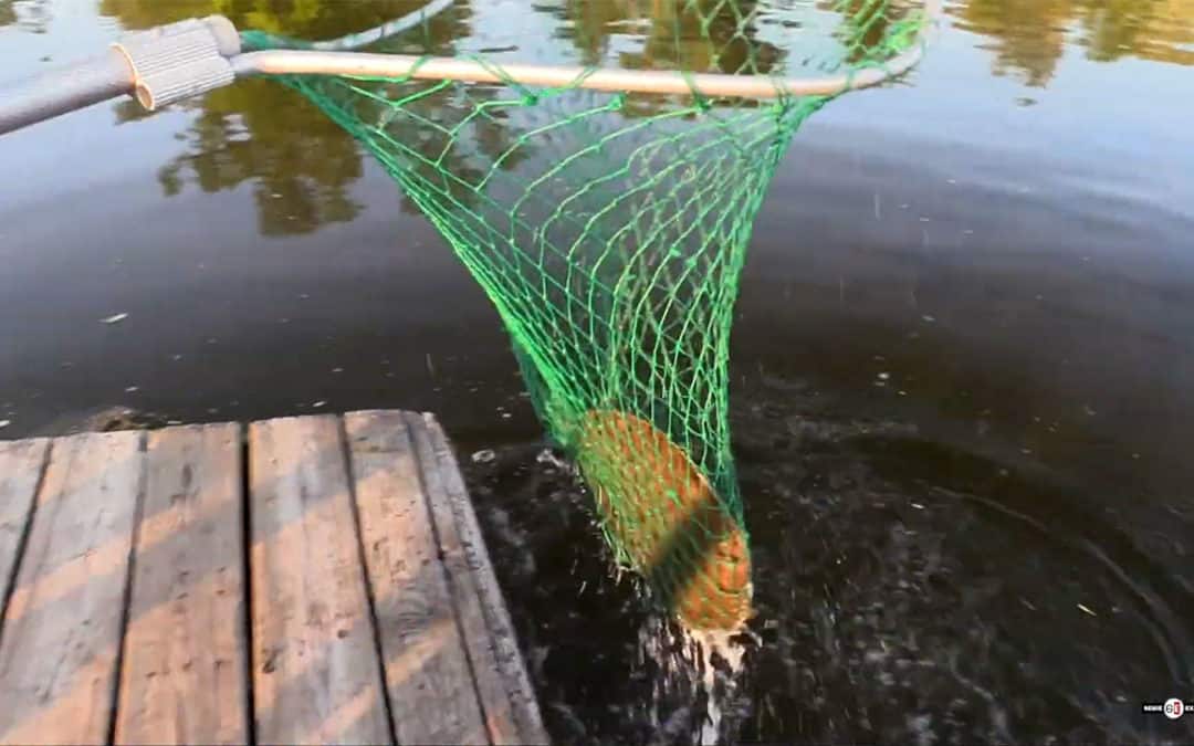 Turtle Soup Challenge #15