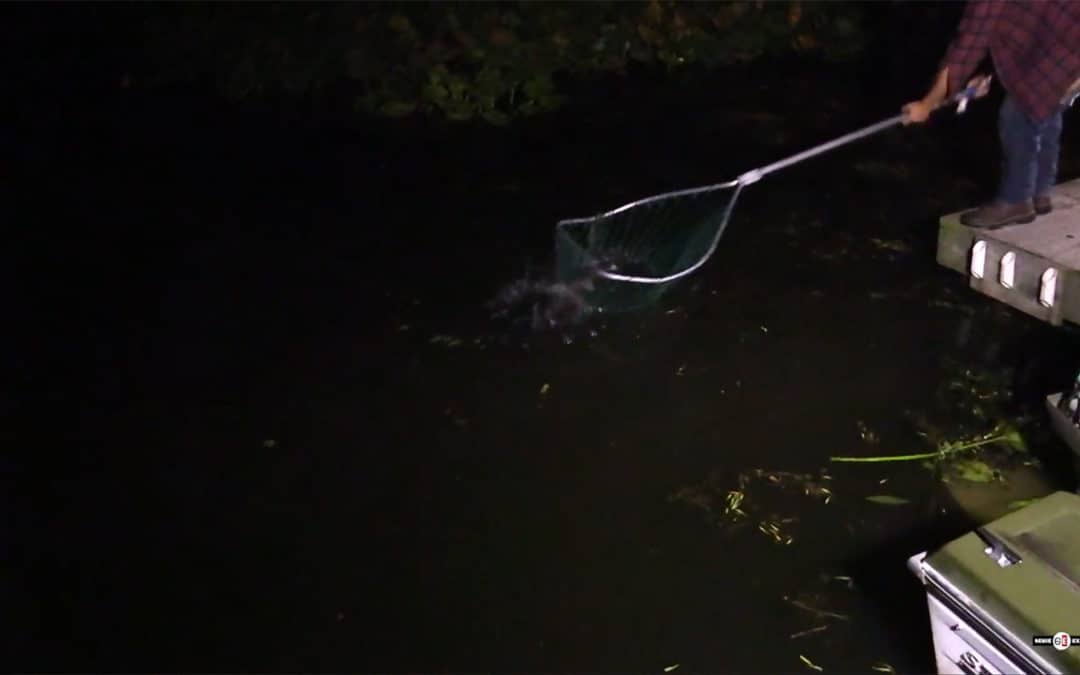 Turtle Soup Challenge #17