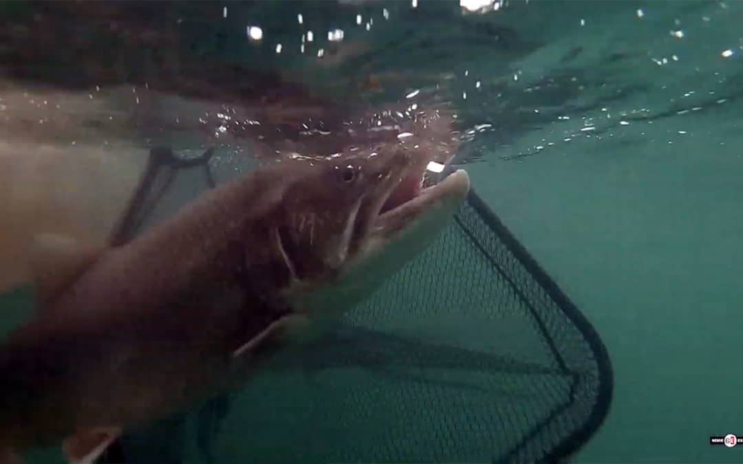 Great Laker Challenge #21